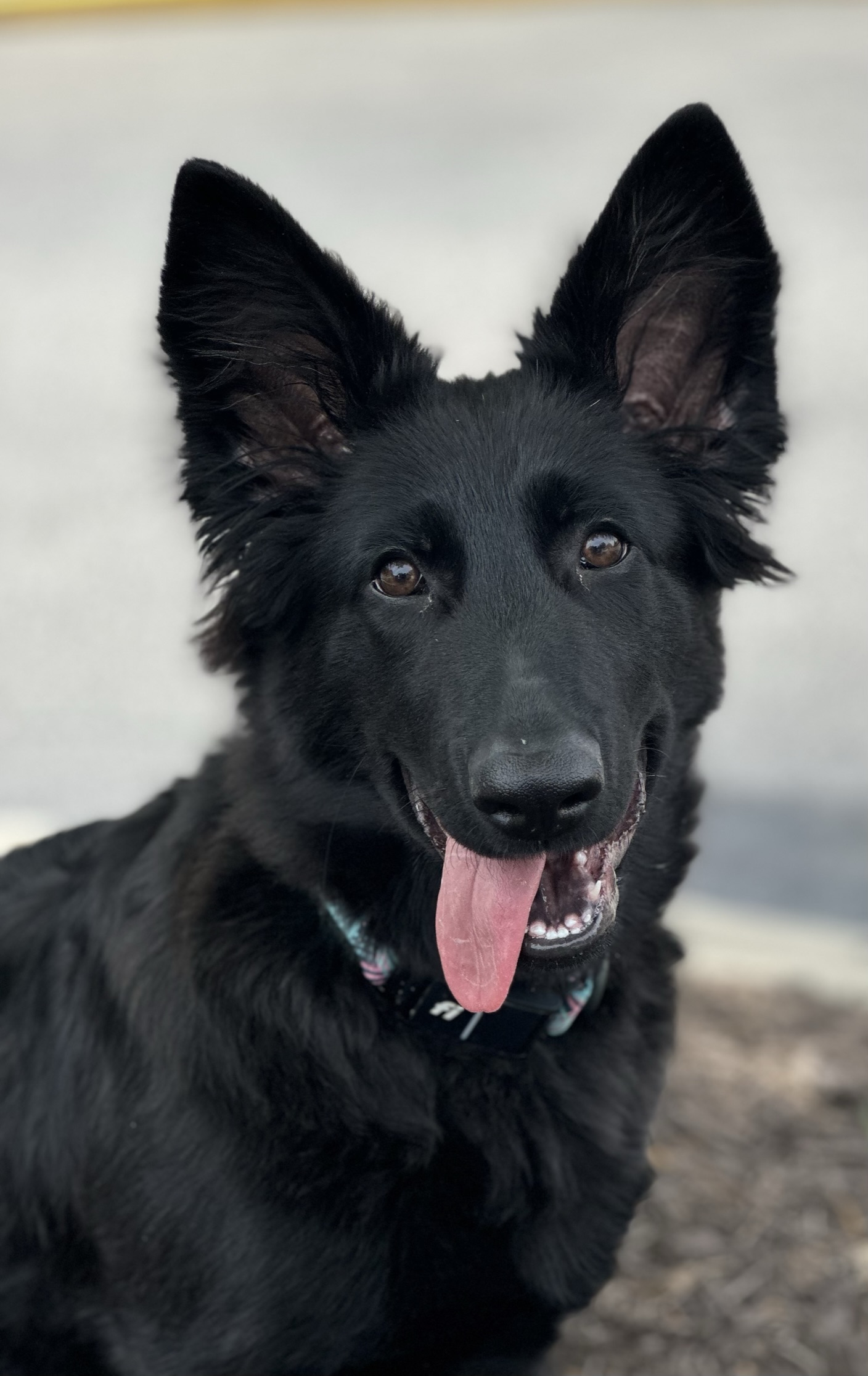 Sasha, a black German Shepherd, smiling at the camera